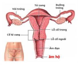 Viêm âm hộ là tình trạng âm hộ (cửa mình) bị viêm nhiễm