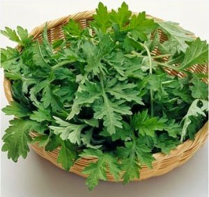 Lá ngải cứu