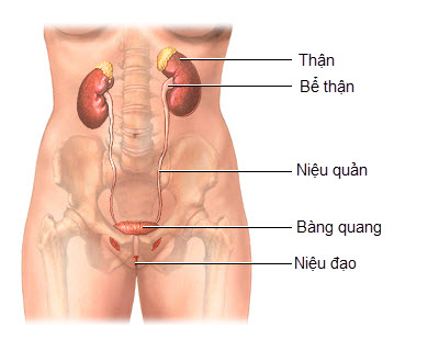 Bệnh viêm niệu đạo là tình trạng niệu đạo bị viêm nhiễm, sưng đau