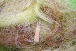 Râu ngô - Vị thuốc chữa các bệnh viêm đường tiết niệu hiệu quả