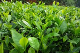 Lá chè xanh - Thảo dược trị viêm cổ tử cung hiệu quả
