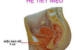 Cấu tạo niệu đạo nữ ngắn, thẳng và gần với hậu môn nên dễ bị viêm nhiễm