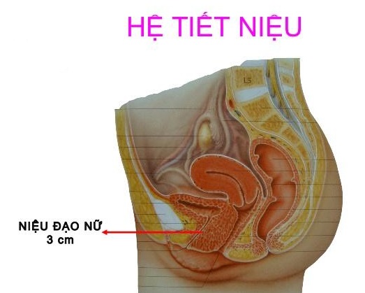 Cấu tạo niệu đạo nữ ngắn, thẳng và gần với hậu môn nên dễ bị viêm nhiễm