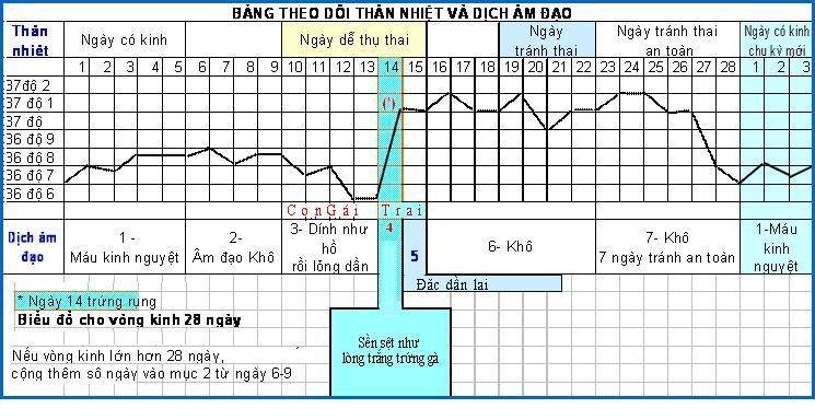 biểu đồ theo dõi thân nhiệt và dịch âm đạo