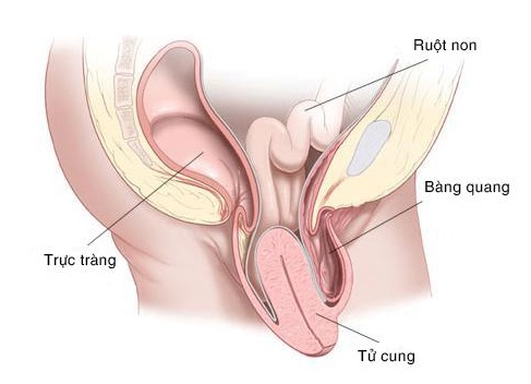 sa vùng chậu