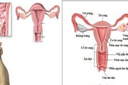 Nguyên nhân viêm nấm âm đạo