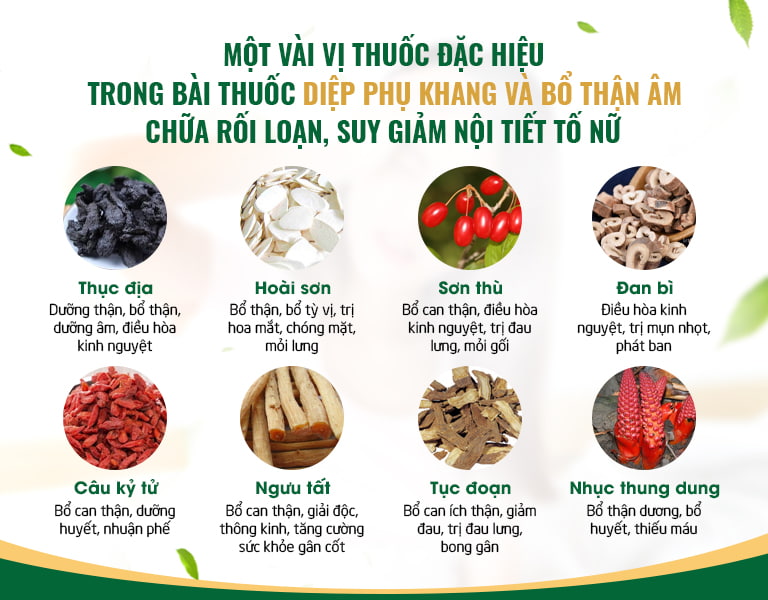 Những thành phần được sử dụng trong bội đôi Bổ thận - Diệp Phụ Khang điều hòa nội tiết tố nữ